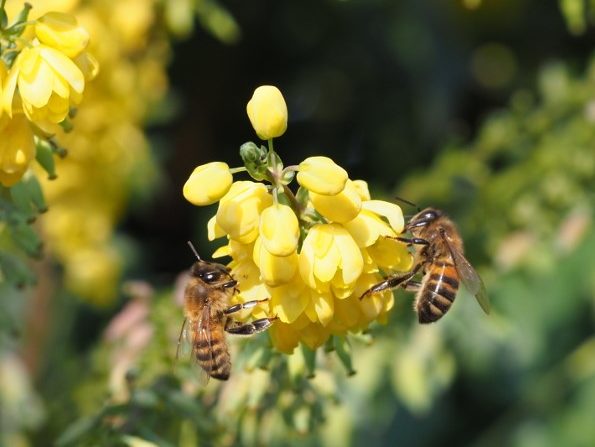 Mahonia abeille